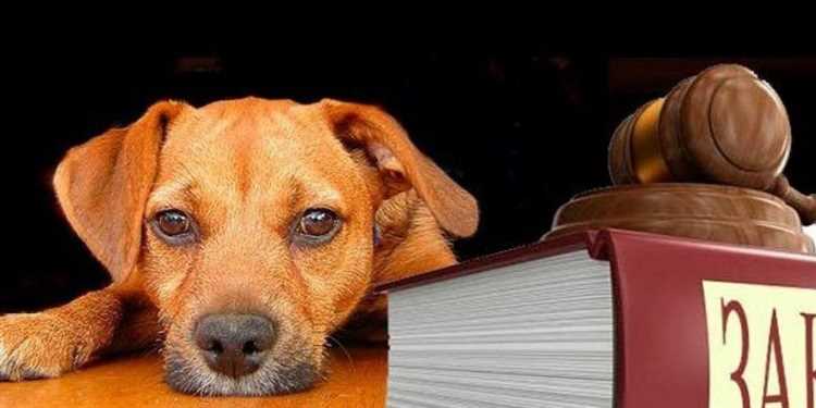 Какие обязанности накладывает на владельцев собак новый закон?
